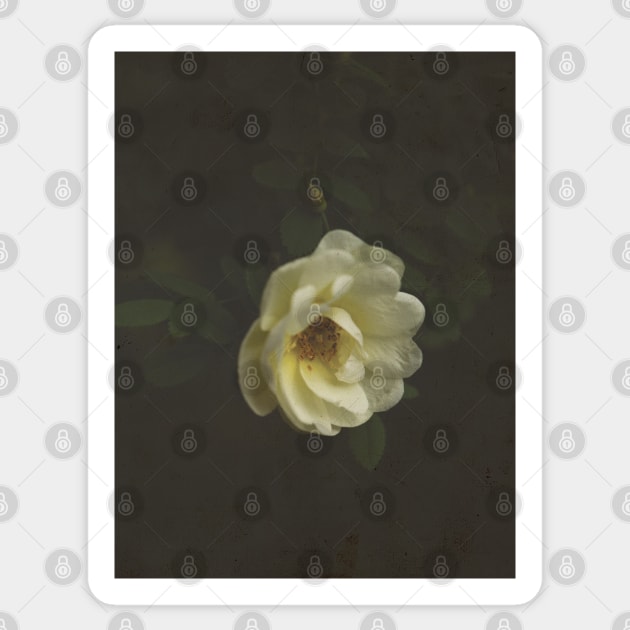 Vintage white rose Sticker by Anna H